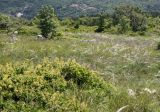 Stipa eriocaulis. Субсредиземноморская луговая степь с кустарниками. Словения, между дер. Sočerga и Dvori, на вершинах гор. 09.05.2014.