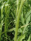 Papaver rhoeas