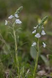 Veronica gentianoides