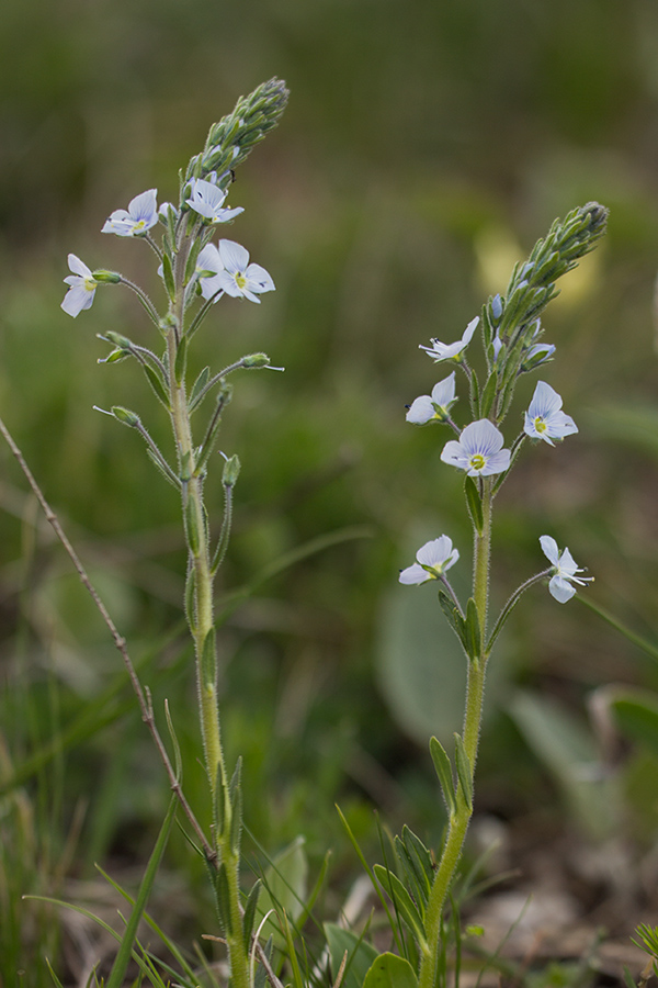 Image of Veronica gentianoides specimen.