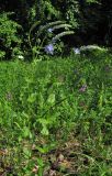 Veronica teucrium