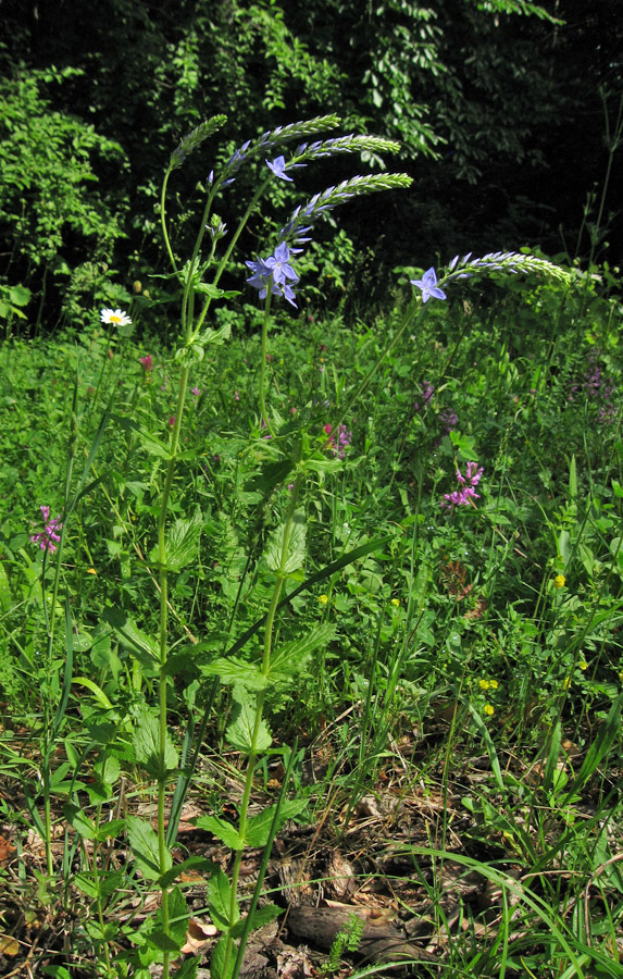 Изображение особи Veronica teucrium.