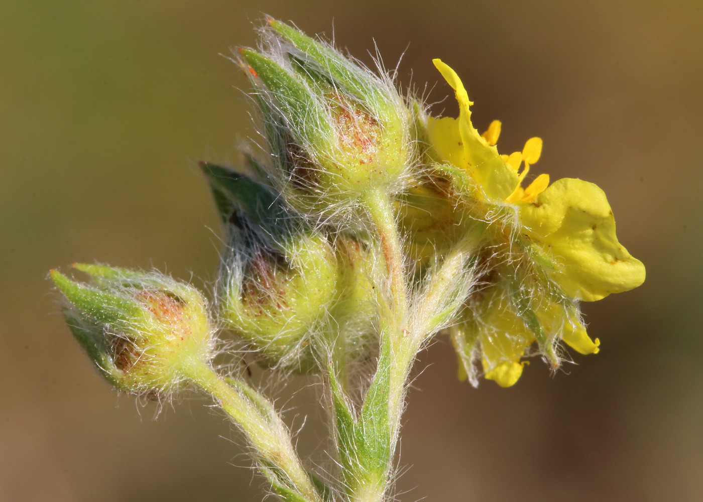 Image of Potentilla recta ssp. pilosa specimen.