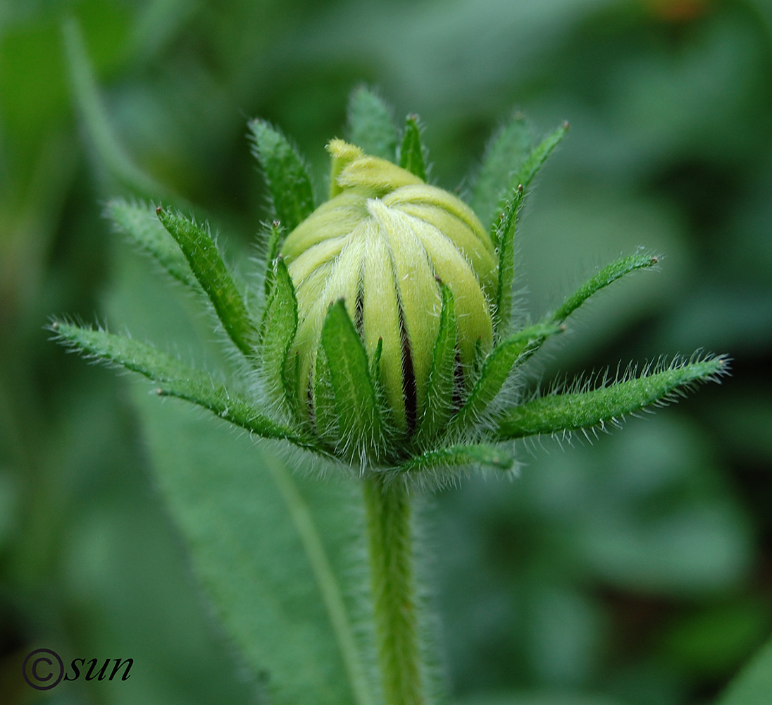 Изображение особи Rudbeckia hirta.