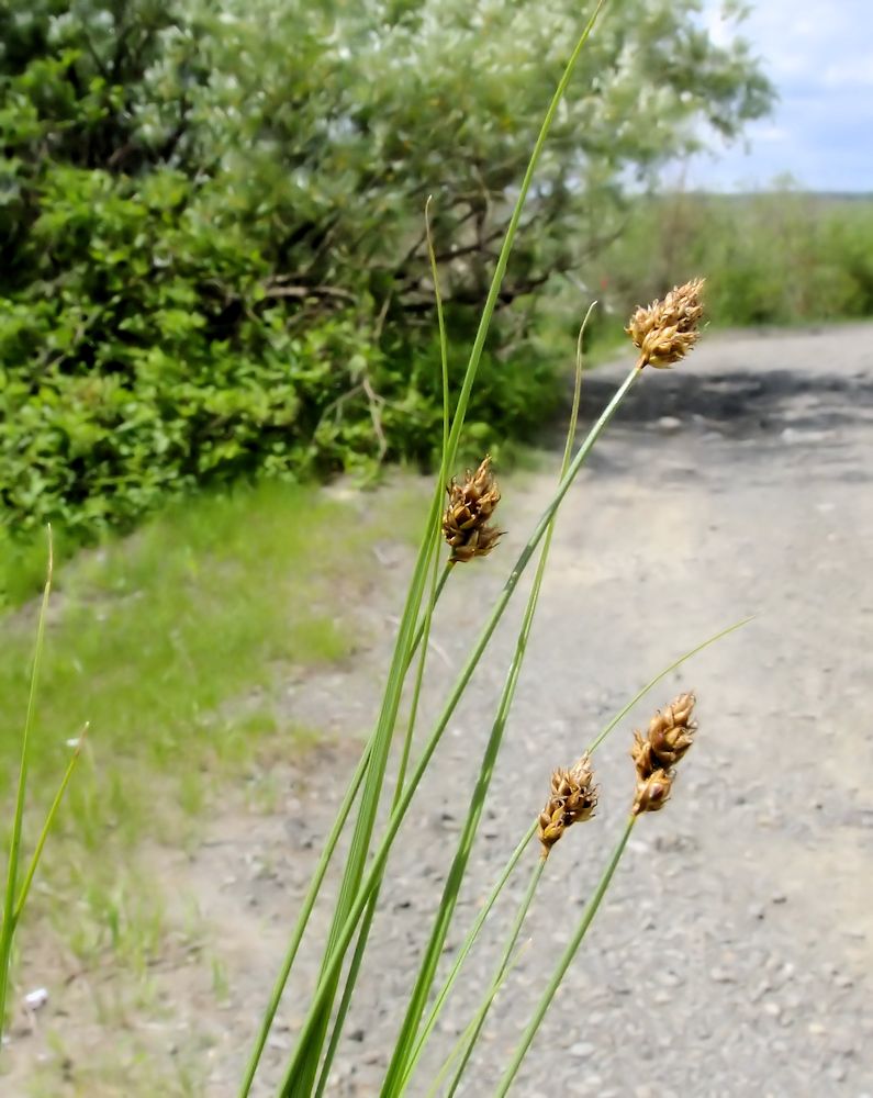 Изображение особи Carex duriuscula.