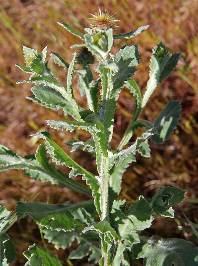 Image of Centaurea seridis ssp. sonchifolia specimen.