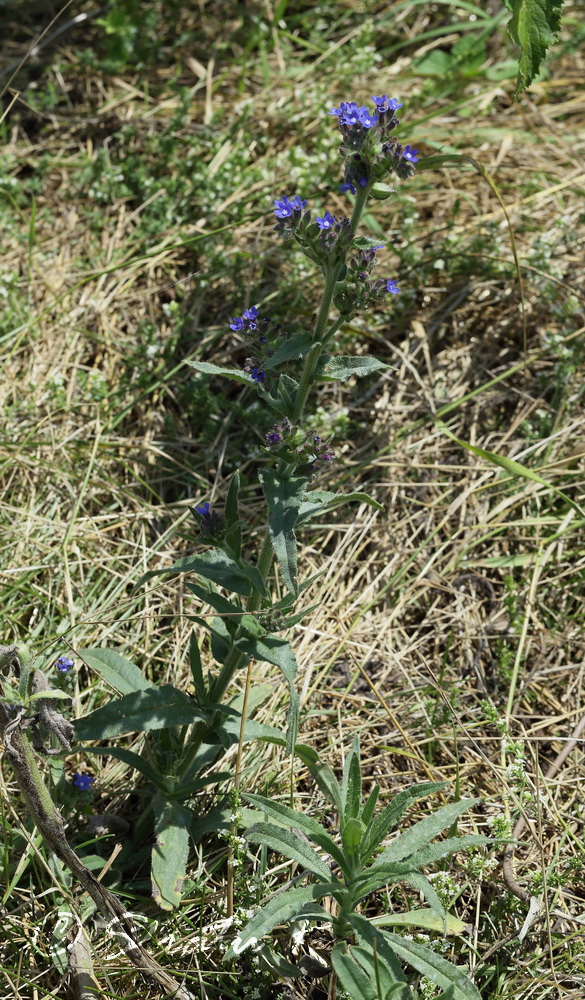 Image of Anchusa procera specimen.