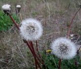 род Taraxacum