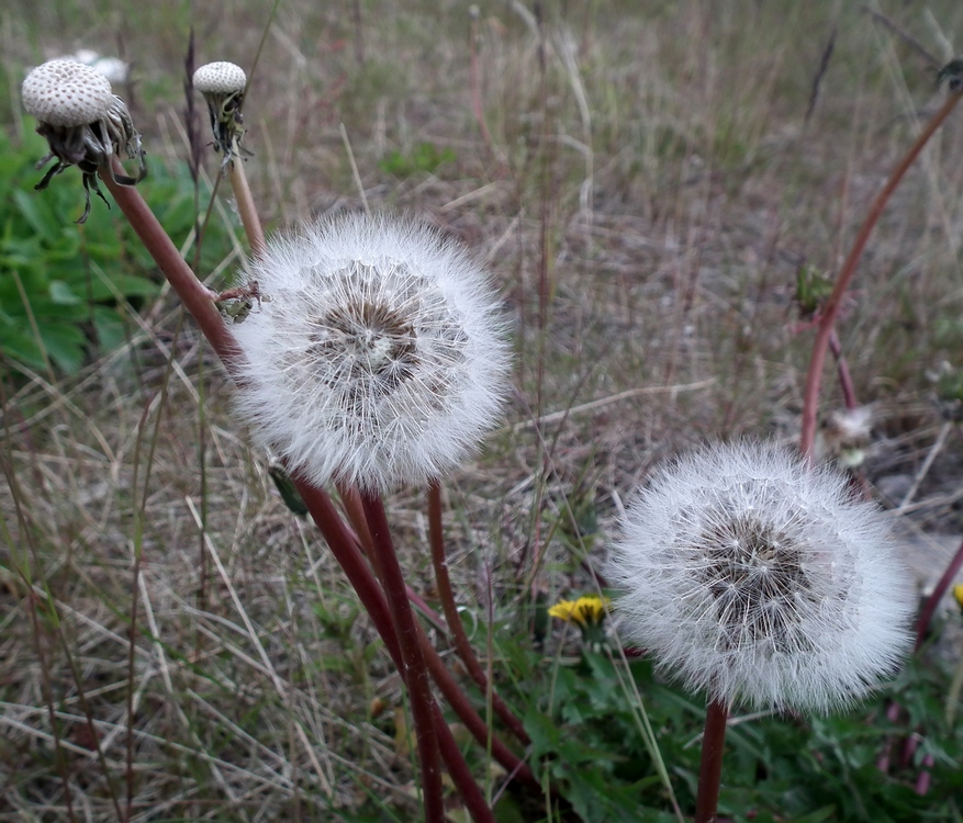 Изображение особи род Taraxacum.
