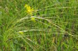 Stipa capillata