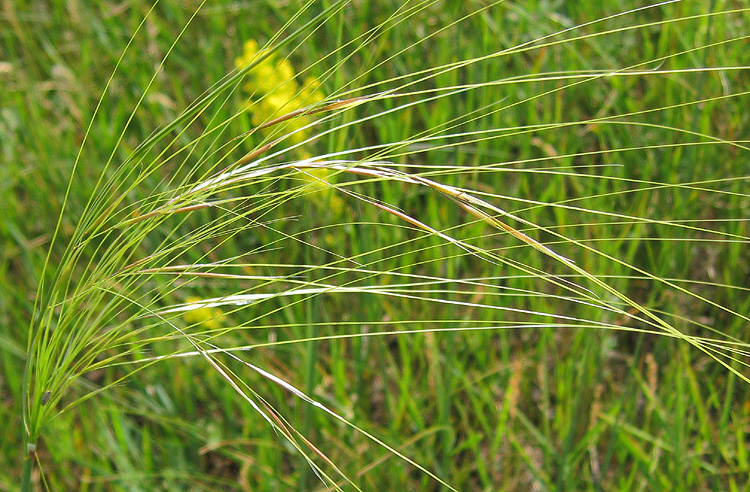 Изображение особи Stipa capillata.