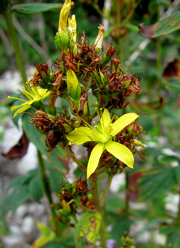 Изображение особи Hypericum hirsutum.