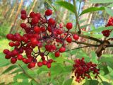 Sambucus sibirica