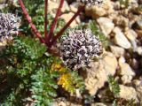Hymenolaena nana