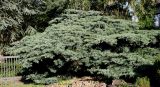 Juniperus virginiana. Взрослое растение (культивар 'Hetzii'). Германия, г. Дюссельдорф, Ботанический сад университета. 03.07.2014.