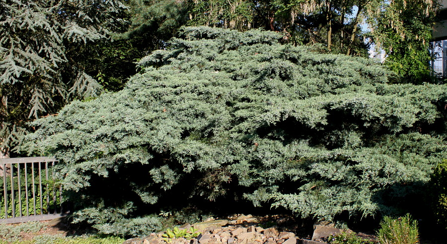 Image of Juniperus virginiana specimen.