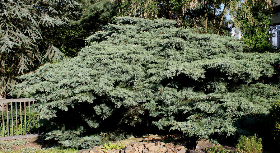 Изображение особи Juniperus virginiana.