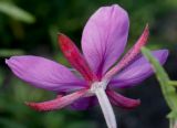 Chamaenerion fleischeri