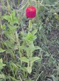 Zinnia elegans