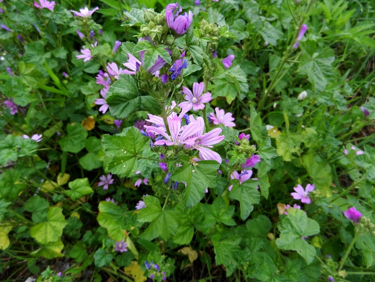 Image of Malva sylvestris specimen.