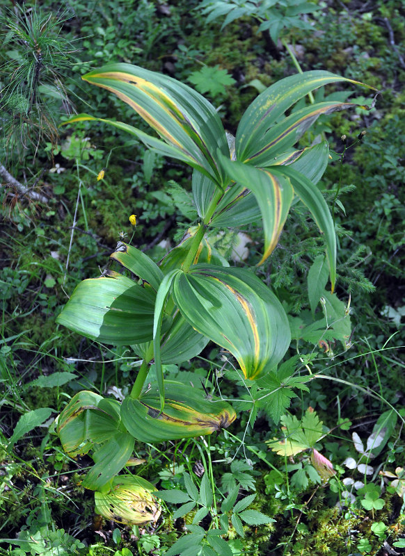 Изображение особи Veratrum lobelianum.