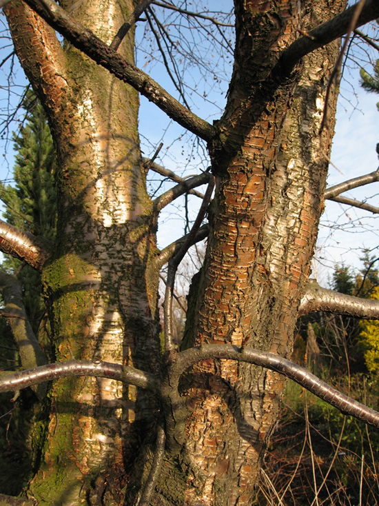 Image of Betula alleghaniensis specimen.