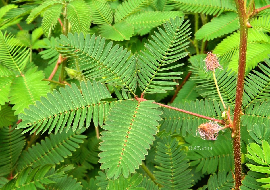 Image of Mimosa pudica specimen.