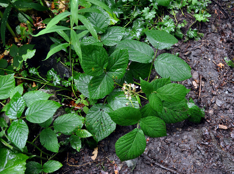 Изображение особи род Rubus.