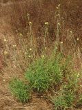 Diplotaxis tenuifolia. Цветущие растения. Крым, окр. Севастополя. 2 августа 2009 г.