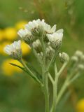 Achillea ptarmica