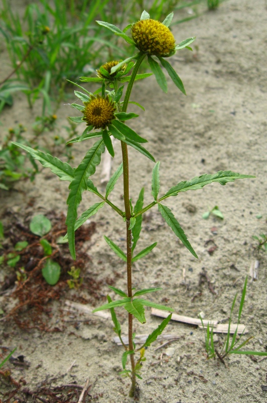 Изображение особи Bidens radiata.