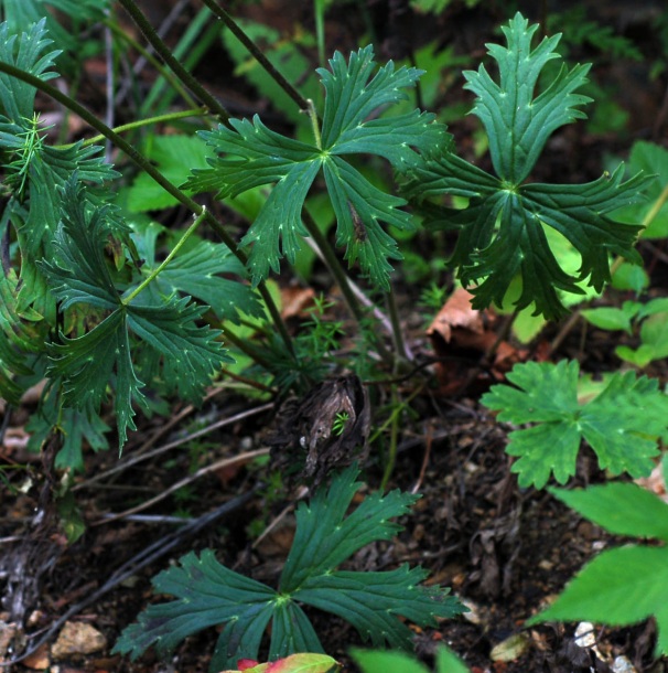 Image of Aconitum kirinense specimen.