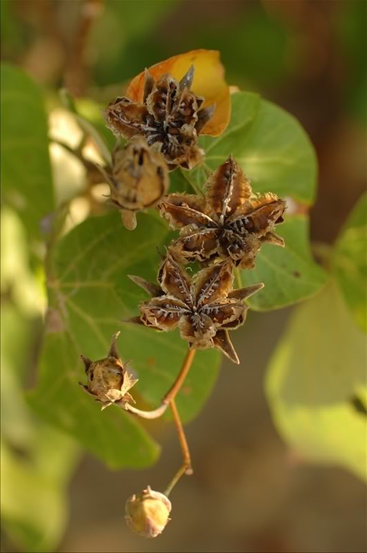 Image of Hibiscus tiliaceus specimen.