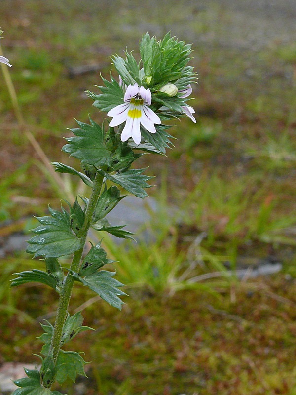 Image of Euphrasia brevipila specimen.