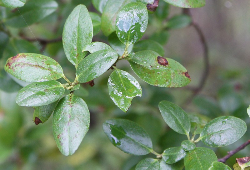 Изображение особи Rhododendron ledebourii.