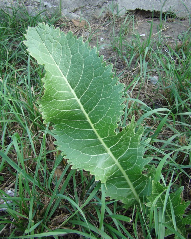 Image of Armoracia rusticana specimen.