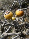 Pyrus elaeagrifolia