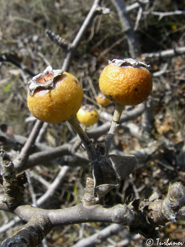 Image of Pyrus elaeagrifolia specimen.