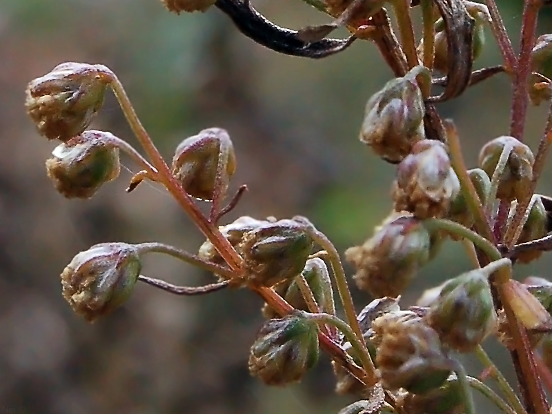 Изображение особи Artemisia gmelinii.