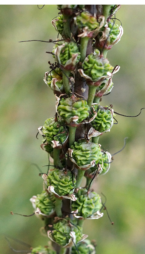 Image of Eremurus cristatus specimen.