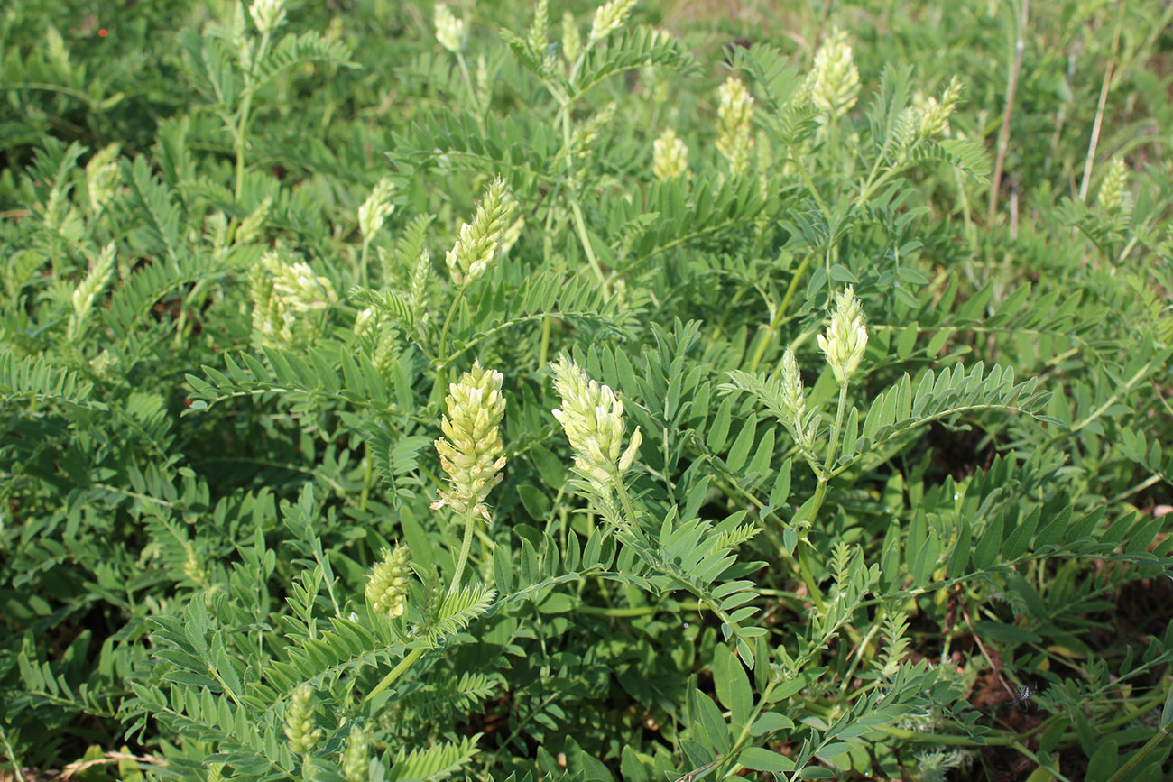 Изображение особи Astragalus cicer.