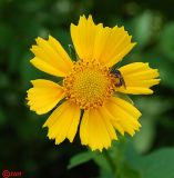 Coreopsis grandiflora