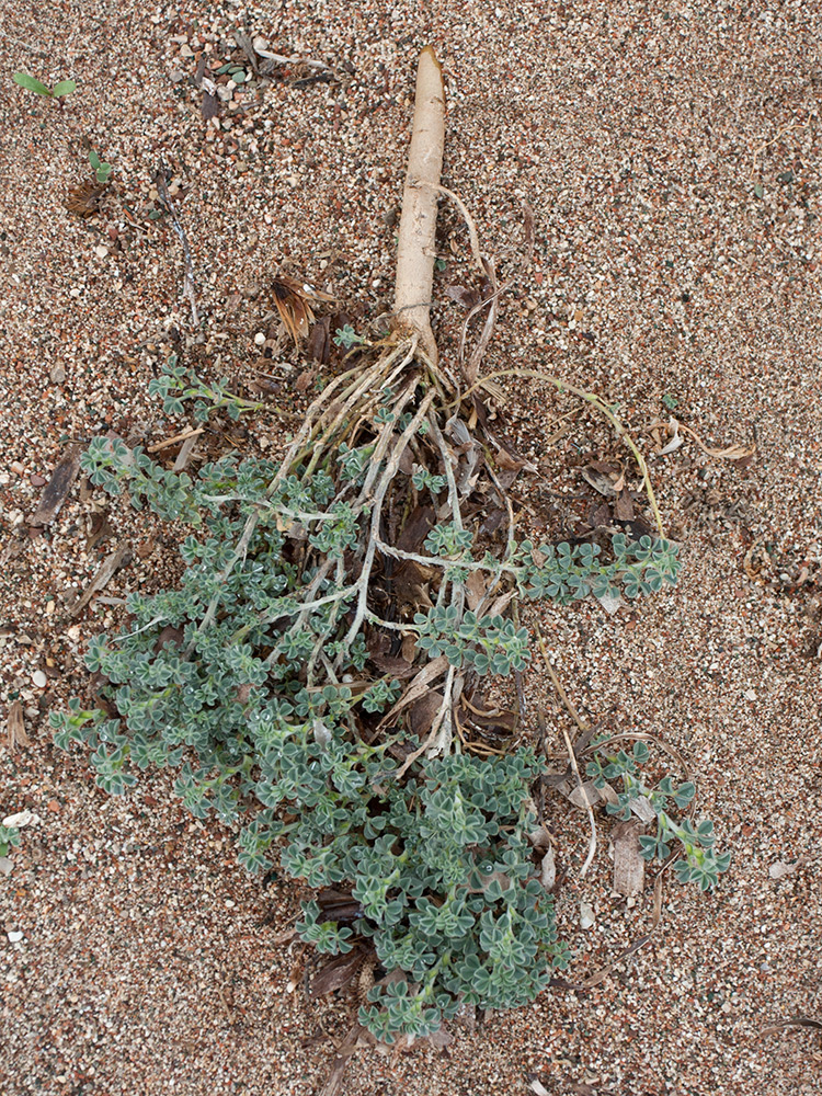 Image of Medicago marina specimen.