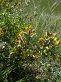 Chamaecytisus ruthenicus