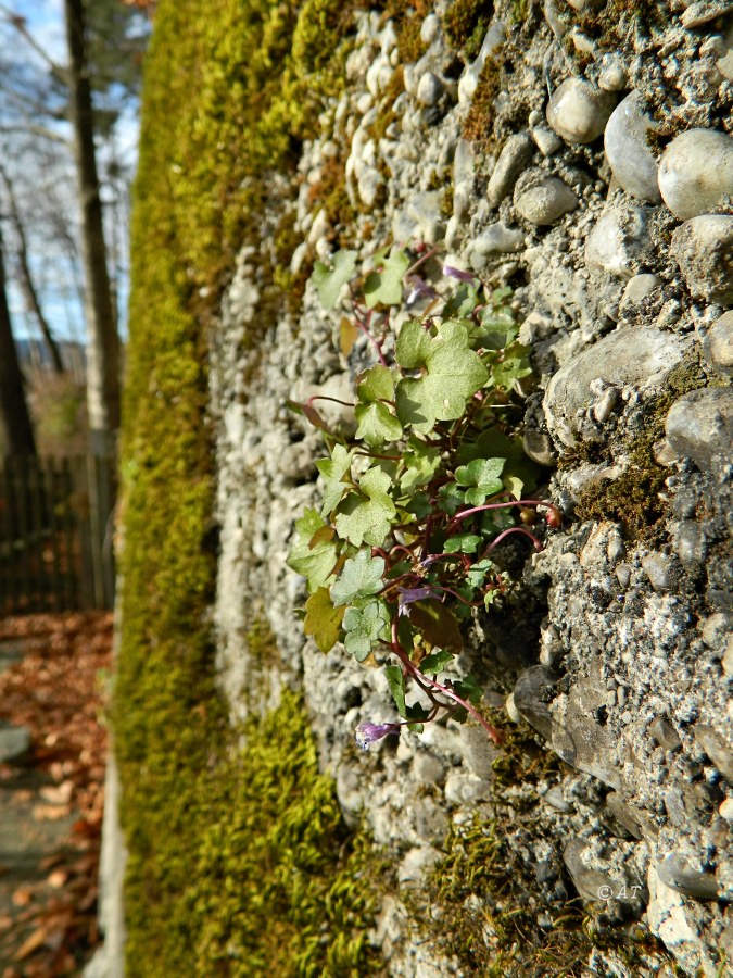 Image of Cymbalaria muralis specimen.