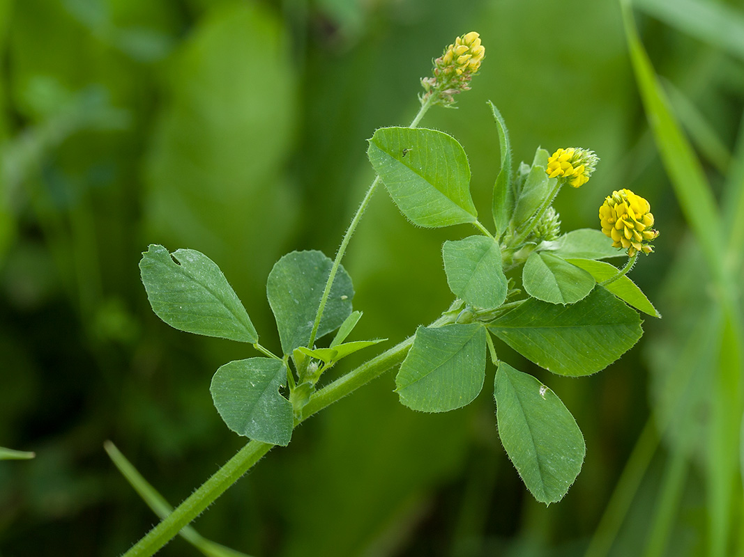 Изображение особи Medicago lupulina.