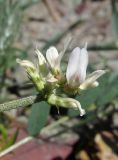 Astragalus oxyglottis