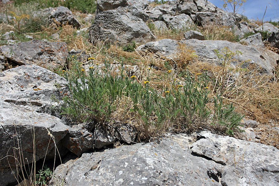 Image of Tanacetum turlanicum specimen.