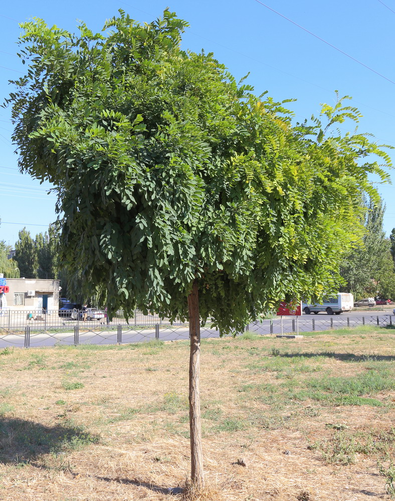 Image of Robinia luxurians specimen.