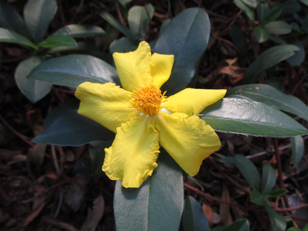 Image of Hibbertia scandens specimen.